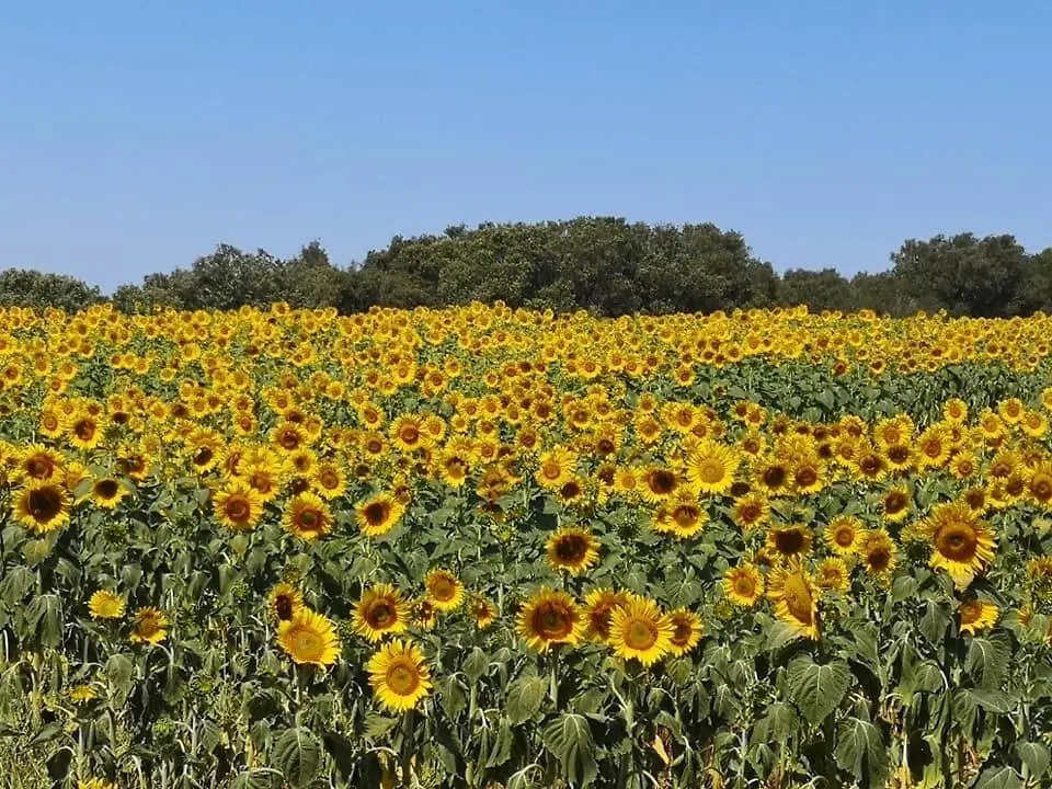 Casa vacanze Podere Baloo Suvereto