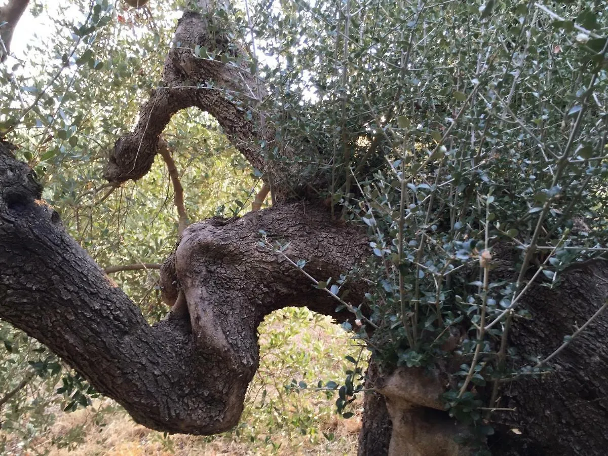 Podere Baloo Suvereto Dom wakacyjny